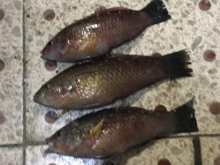 良型アジ（25~6㎝）4匹、ベラ3匹、良型ガシラ1匹